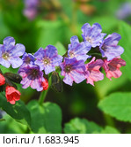 Медуница неясная цветет (Pulmonaria obskura) Стоковое фото, фотограф Алёшина Оксана / Фотобанк Лори