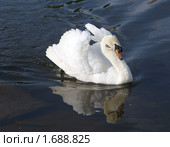 Лебедь-шипун . Cygnus olor. Стоковое фото, фотограф Александр Шилин / Фотобанк Лори
