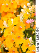 Немезия (Nemesia strumosa) Стоковое фото, фотограф Ирина Игумнова / Фотобанк Лори
