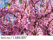 Багряник рожковый или Багряник европейский (Cercis siliquastrum). Цветущие ветки дерева. Стоковое фото, фотограф Елена Олешко / Фотобанк Лори