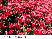 Клумба сортовых тюльпанов. Стоковое фото, фотограф Петр Кириллов / Фотобанк Лори