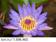 Лотос (Nelumbo nucifera) Стоковое фото, фотограф Ирина Игумнова / Фотобанк Лори