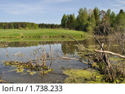 Заболоченный берег реки с корягами. Стоковое фото, фотограф Виктор Сагайдашин / Фотобанк Лори