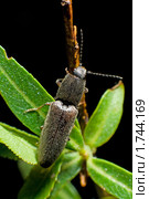 Жук Щелкун (Athous haemorrhoidalis) Стоковое фото, фотограф Сайганов Александр / Фотобанк Лори