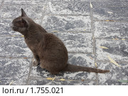 Млеющая кошка (2008 год). Стоковое фото, фотограф Юрий Синицын / Фотобанк Лори