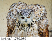 Филин. Стоковое фото, фотограф Михаил Борсов / Фотобанк Лори