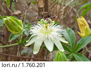 Пасcифлора (Passiflora caerulea).Страстоцвет. Стоковое фото, фотограф Елена Писклова / Фотобанк Лори