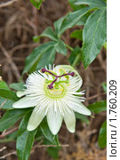Пасcифлора (Passiflora caerulea).Страстоцвет. Стоковое фото, фотограф Елена Писклова / Фотобанк Лори