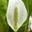 Лизихитон камчатский (Lysichiton camtschatcense (L.) Schott) Стоковое фото, фотограф Ирина Игумнова / Фотобанк Лори