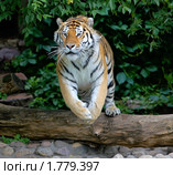 Амурский (уссурийский) тигр. Стоковое фото, фотограф Михаил Борсов / Фотобанк Лори