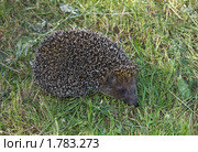 ЁЖ (Erinaceus europaeus) Стоковое фото, фотограф Александр Шилин / Фотобанк Лори