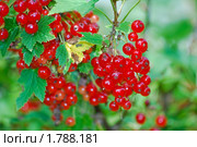 Красная смородина. (Ribes rubrum) Стоковое фото, фотограф Алёшина Оксана / Фотобанк Лори