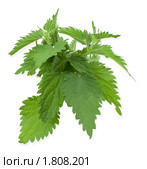 Крапива двудомная (urtica dioica, L.) Стоковое фото, фотограф Александр Романов / Фотобанк Лори