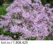 Василистник водосборолистный (Thalictrum aquilegifolium), сем. Лютиковые. Стоковое фото, фотограф Заноза-Ру / Фотобанк Лори