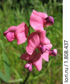 Душистый горошек или чина душистая  (Lathyrus odomtus) Стоковое фото, фотограф Заноза-Ру / Фотобанк Лори