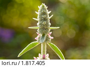 Чистец шерстистый, или Стахис (Stachys) Стоковое фото, фотограф Александр Алексеев / Фотобанк Лори