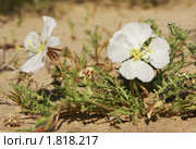 Цветы энотеры (Oenothera caespitosa) в пустыне Сонора. Аризона (2009 год). Стоковое фото, фотограф Julia Nelson / Фотобанк Лори