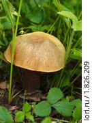 Моховик зеленый, Xerocomus subtomentosus, Suede Bolete, Boring Brown Bolete, Yellow-cracked Bolete. Стоковое фото, фотограф Василий Вишневский / Фотобанк Лори