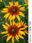 РУДБЕКИЯ (RUDBECKIA) или 'Черноглазая Сюзанна' ('Black-eyed-Susan'), Стоковое фото, фотограф Валерия Попова / Фотобанк Лори