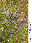 Дикие зветы Аризоны. Фацелия (Phacelia distans) (2009 год). Стоковое фото, фотограф Julia Nelson / Фотобанк Лори