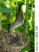 Славка садовая, Garden Warbler, Sylvia borin. Стоковое фото, фотограф Василий Вишневский / Фотобанк Лори