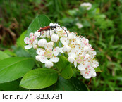 Насекомое, опыляющее цветы рябины черноплодной, аронии (лат. Aronia melanocarpa) Стоковое фото, фотограф Юрий Зуев / Фотобанк Лори