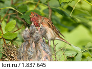 Чечевица обыкновенная, самец. Carpodacus erythrinus. Стоковое фото, фотограф Василий Вишневский / Фотобанк Лори