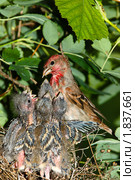 Чечевица обыкновенная, самец. Carpodacus erythrinus. Стоковое фото, фотограф Василий Вишневский / Фотобанк Лори