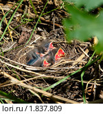 Овсянка обыкновенная, Emberiza citrinella. Стоковое фото, фотограф Василий Вишневский / Фотобанк Лори