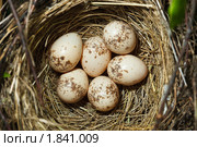 Гнездо сорокопута-жулана, Common Shrike, Lanius collurio. Стоковое фото, фотограф Василий Вишневский / Фотобанк Лори