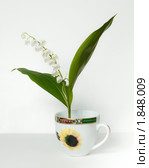 Ландыш майский, Convallaria majalis (2010 год). Редакционное фото, фотограф Василий Вишневский / Фотобанк Лори