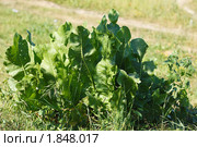 Хрен деревенский, Armoracia rusticana, Cochlearia armoracia, Horseradish. Стоковое фото, фотограф Василий Вишневский / Фотобанк Лори