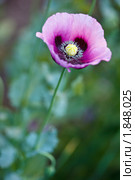 Мак опийный, снотворный, Papaver somniferum, Opium poppy, marble-flower. Стоковое фото, фотограф Василий Вишневский / Фотобанк Лори