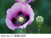 Мак опийный, снотворный, Papaver somniferum, Opium poppy, marble-flower. Стоковое фото, фотограф Василий Вишневский / Фотобанк Лори