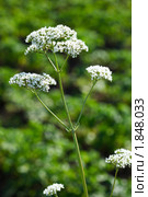 Валериана, Valeriana officinalis, Valerian herb. Стоковое фото, фотограф Василий Вишневский / Фотобанк Лори