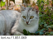 Кошка серая - внимательный взгляд. Стоковое фото, фотограф Jumbo / Фотобанк Лори