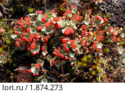 Кладония (ягель). Cladonia floerkeana. Стоковое фото, фотограф Григорий Писоцкий / Фотобанк Лори