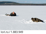 Человек ползет к тюленю - кольчатая нерпа (Pusa hispida) Стоковое фото, фотограф Некрасов Андрей / Фотобанк Лори