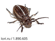Усач-корнегрыз, Корнеед, Доркадион шелковистый, Dorcadion holosericeum, borer, Capricorn beetle, mahseer. Стоковое фото, фотограф Василий Вишневский / Фотобанк Лори