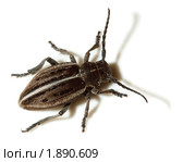 Усач-корнегрыз, Корнеед, Доркадион шелковистый, Dorcadion holosericeum, borer, Capricorn beetle, mahseer. Стоковое фото, фотограф Василий Вишневский / Фотобанк Лори