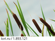 Рогоз широколистный, Typha latifolia, Common Bulrush, Broadleaf Cattail. Стоковое фото, фотограф Василий Вишневский / Фотобанк Лори