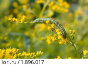 Гусеница на цветах Эстрагона. Стоковое фото, фотограф Катерина Макарова / Фотобанк Лори