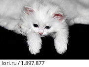 Белый котенок. Стоковое фото, фотограф Irina Opachevsky / Фотобанк Лори