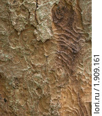 Кора клена ложноплатанового (Acer pseudoplatanus) Стоковое фото, фотограф Онищенко Виктор / Фотобанк Лори