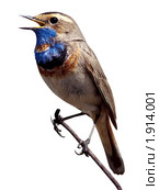 Варакушка, Bluethroat (Luscinia svecica) Стоковое фото, фотограф Василий Вишневский / Фотобанк Лори