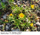 Девясил Inula сем. Астровые. Гора Караби, Крым (2010 год). Стоковое фото, фотограф Наталья Крупская / Фотобанк Лори