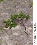 Толокнянка обыкновенная (медвежье ушко) Arctostaphylos uva-ursi. Стоковое фото, фотограф Т. З. / Фотобанк Лори