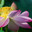 Лотос Комарова, или лотос орехоносный (Nelumbo komarovii, Nelumbo nucifera) Стоковое фото, фотограф Надежда Келембет / Фотобанк Лори