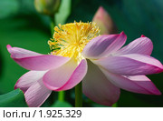 Лотос Комарова, или лотос орехоносный (Nelumbo komarovii, Nelumbo nucifera) Стоковое фото, фотограф Надежда Келембет / Фотобанк Лори