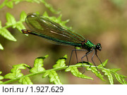 Стрекоза-красотка на листьях папоротника, Calopteryx. Стоковое фото, фотограф Маргарита Герм / Фотобанк Лори